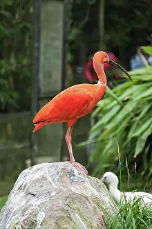 Stones Prints: Scarlet ibis (Eudocimus ruber), standing on a stone, captive, Germany, Europe