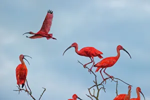 Swamp Prints: Scarlet Ibis (Eudocimus ruber) flying into roost site at dusk