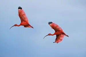 Swamp Prints: Scarlet Ibis (Eudocimus ruber) flying into roost site at dusk