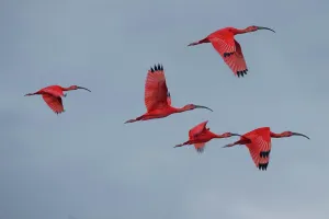 Swamp Prints: Scarlet Ibis (Eudocimus ruber) flying into roost site at dusk