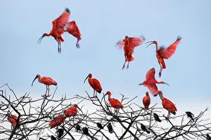 Swamp Prints: Scarlet Ibis (Eudocimus ruber) flying into roost site at dusk