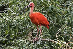 Caribbean Prints: Scarlet ibis (Eudocimus ruber) perched in tree