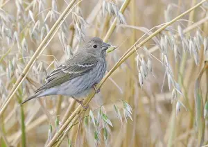 Juveniles Prints: Scarlet Rosefinch (Carpodacus erythrinus) immature