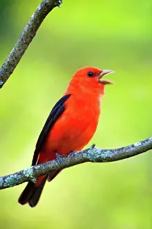 Singing Prints: Scarlet Tanager (Piranga olivacea) adult male, singing, perched on twig, U.S.A