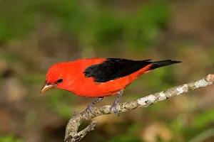 Birdlife Prints: Scarlet tanager (Piranga olivacea) perching on a branch