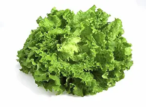 Salad Prints: SCAROLE SALAD (Cichorium endivia)