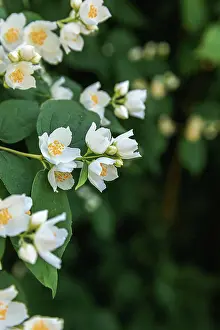 Nahaufnahme Prints: Schöne weiße Jasminblüten im Frühling