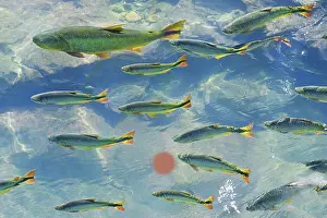 Chordate Prints: A school of fish in the clear waters of a river in the Pantanal in Brazil. August 7, 2012