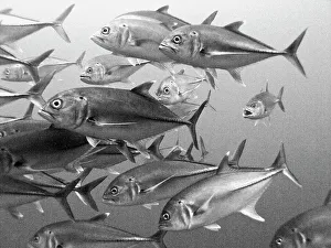 Swimming Animal Prints: School of fish underwater, Cocos Island National Park