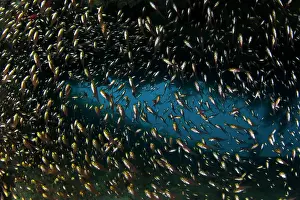 Indian Ocean Prints: A school of Golden Sweeper fish