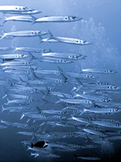Swimming Animal Prints: School of Great Barracuda (Sphyraena barracuda) fish underwater