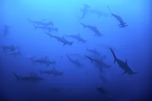Ecuador Prints: A school of scalloped hammerhead sharks