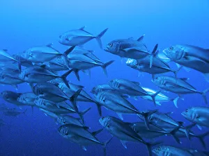 Swimming Animal Prints: School of Scalloped Hammerhead sharks (Sphyrna lewini) underwater