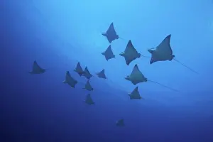 Group Of Animals Prints: A school of spotted eagle rays (Aetobatus narinari) seen from below