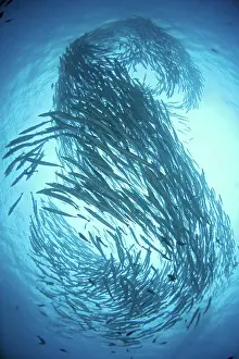 Marine Biology Prints: Schooling Chevron Barracuda