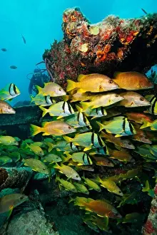 Scuba Diver Prints: Schooling Fish on the Benwood Wreck