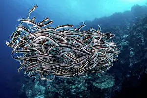 Large Group Prints: Schooling juvenile Convict fish (Pholidichthys leucotaenia) also known as convict blennies