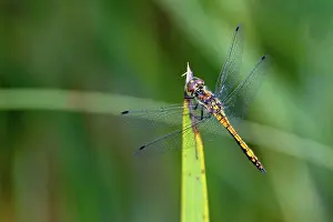 Pups Prints: Schwarze Heidelibelle Sympetrum danae