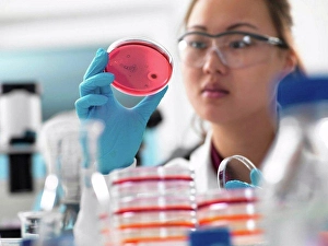 Orient Prints: Scientist examining microbiological cultures in petri dishes in laboratory