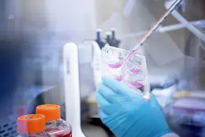 Analysis Prints: Scientist pipette pink fluid into trays at a biotech lab under a