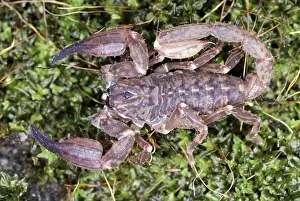 Dangerous Prints: Scorpion, Chaerilus pictus, Family :CHAERILIDAE Female