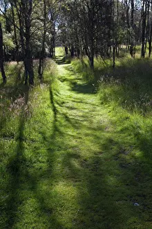 Shadows Prints: Scotland, Aberdeenshire, Dinnet. Shadows on the grass on a path through a wooded area