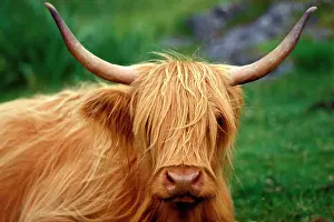 Al Fresco Prints: Scotland, highland cow
