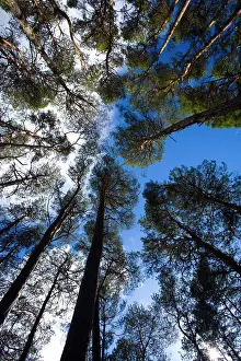 Canopy Prints: Scotland, Highland, Glen Albyn