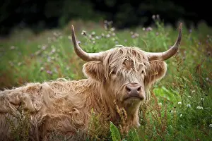 Cows Prints: Scotland, Moray, Elgin. A Highland Cow