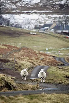 Contact Prints: scottish borders, scotland, two sheep on the road