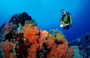 Scuba Diver Prints: Scuba diver and coral reef