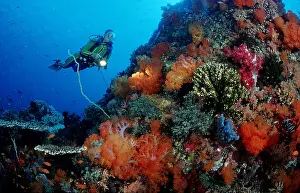 Scuba Diver Prints: Scuba diver and coral reef