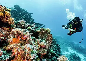 Diving Equipment Prints: Scuba diver exploring coral at the Great Barrier Reef