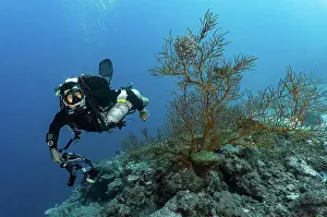 Diving Equipment Prints: scuba diver exploring the great barrier reef in Australia