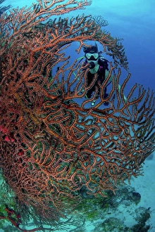 Only One Prints: Scuba diver exploring pristine coral heads composed of sponges