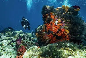 Diving Equipment Prints: Scuba diver exploring the tropical waters in Raja Ampat