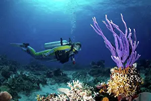 Physical Fitness Prints: Scuba diver looking at a colorful Demosponge (Demospongiae), Mulaong, -, Philippines, Asia