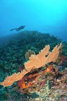 Scuba Diver Prints: Scuba divers at Tukang Besi Marine Preserve
