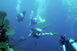 Keith Prints: Scuba Divers; Utila Island, Honduras
