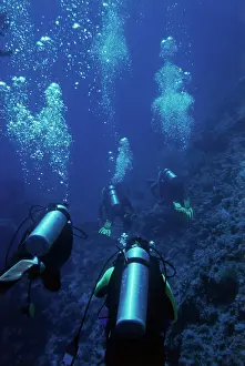 Flippers Prints: Scuba diving in Red sea (Large format sizes available)