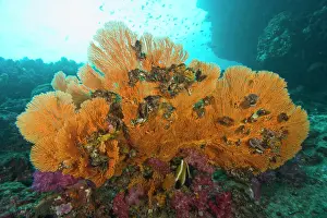 Animal Theme Prints: Scuba diving at Richelieu Rock