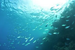 Archipelago Prints: Scuba Diving at Tukang Besi/Wakatobi Archipelago Marine Preserve
