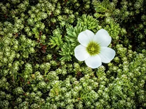 Global Warming Prints: Scurvy Grass (Oxalis Enneaphylla) on Carcass Island, Falkland Islands