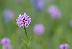 Vancouver Island Prints: Sea Blush Plectritis congesta, Cowichan Valley, Vancouver Island, British Columbia, Canada