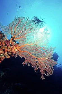 Seas Prints: Sea Fan Pass the Gazelle Poum New Caledonia
