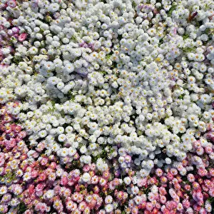 Pflanze Prints: Sea of ​​flower, daisies, abundance of flowers