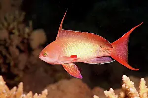 Northern Africa Prints: Sea goldie, Jevel fairy basslet (Pseudanthias squamipinnis), Red Sea, Egypt, Africa