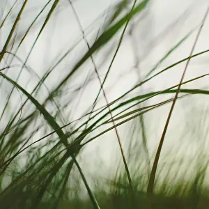 Out Door Prints: Sea grasses on the sand dunes on Long Beach Peninsula dunes. Close up