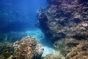 The Rocks Prints: Sea Life Underwater Rocks Sunlight, Underwater Life, wildlife