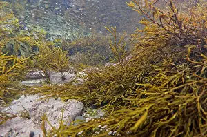 Coast Prints: Sea Oak (Halidrys siliquosa) underwater